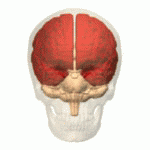Location of the human cerebrum (red)..gif