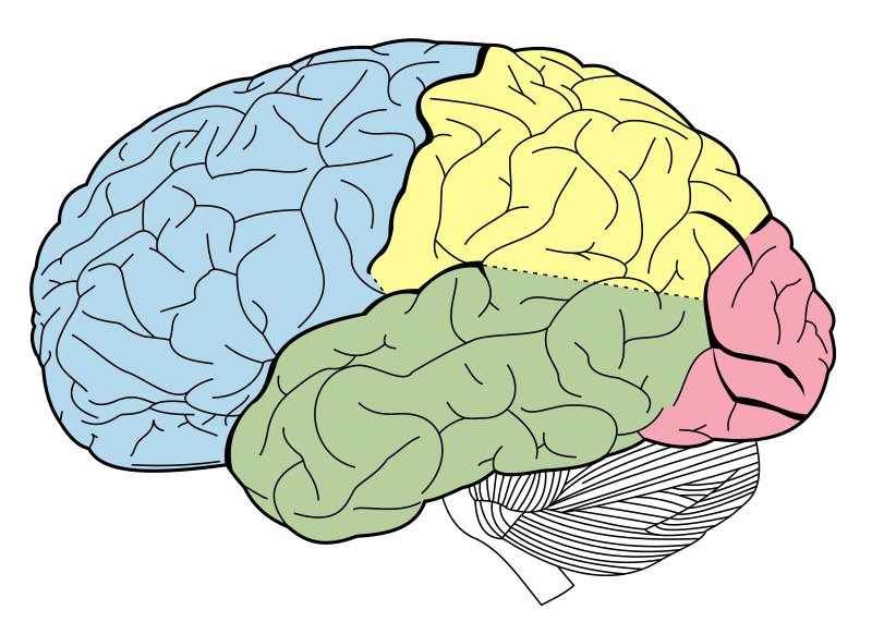 The lobes of the cerebral cortex include the frontal (blue), temporal (green), o.png