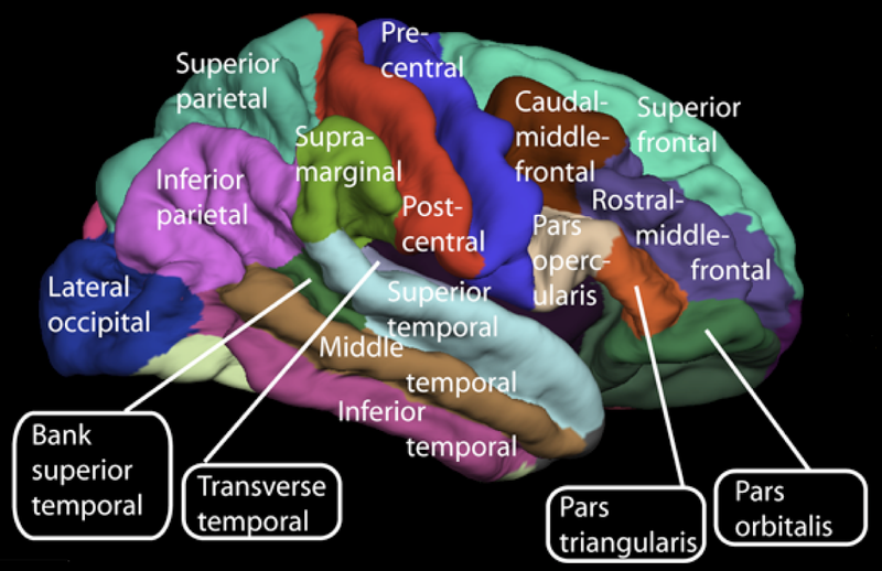 Surface of the cerebrum.png
