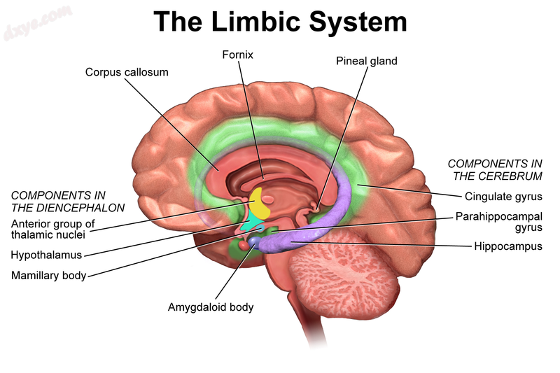 Anatomical components of the limbic system.png