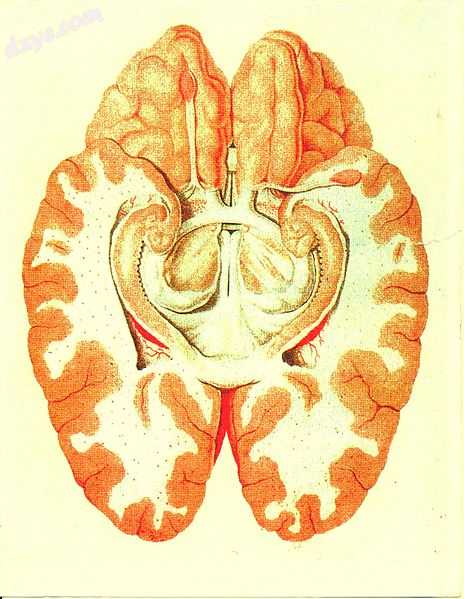 Cross section of the human brain showing parts of the limbic system from below..jpg