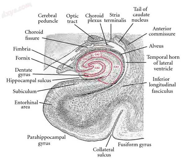 Location and basic anatomy of the 海马, as a coronal section.jpg