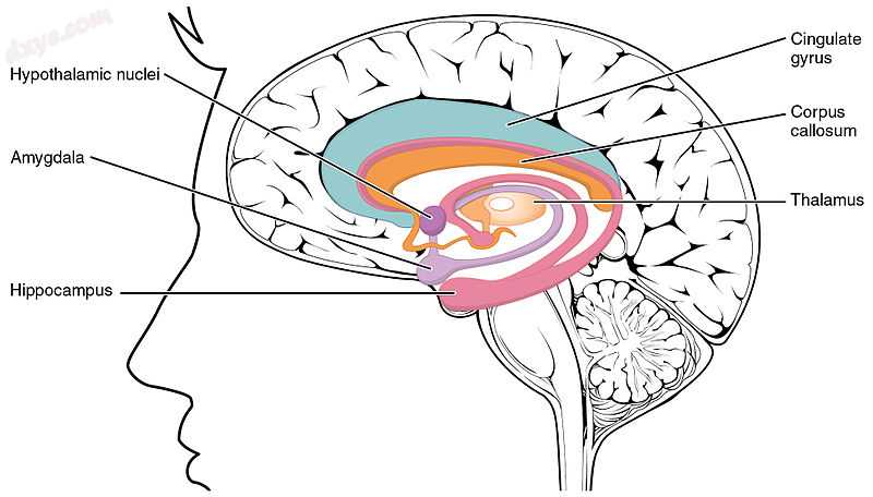 The limbic system largely consists of what was previously known as the limbic lobe..jpg