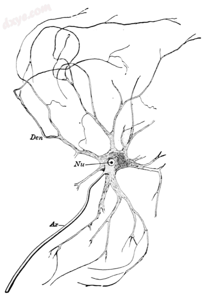 Motor nerve of Ox.png