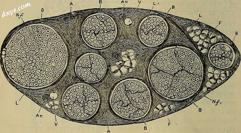 Motor nerves wrapped in endoneurium.jpg