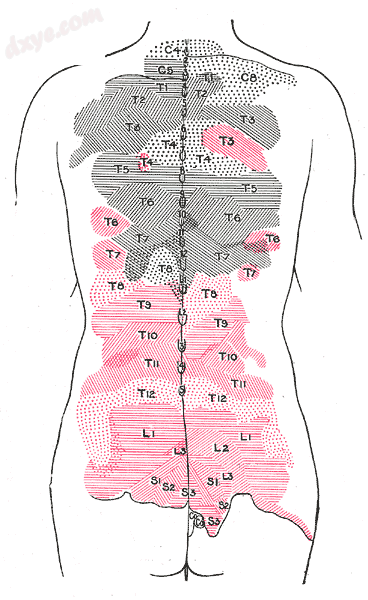 Areas of distribution of the cutaneous branches of the posterior divisions of th.png