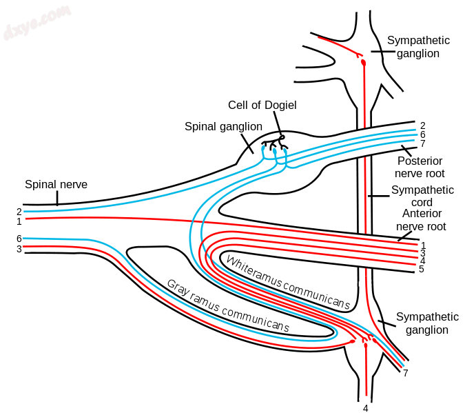 Scheme showing structure of a typical spinal nerve.png