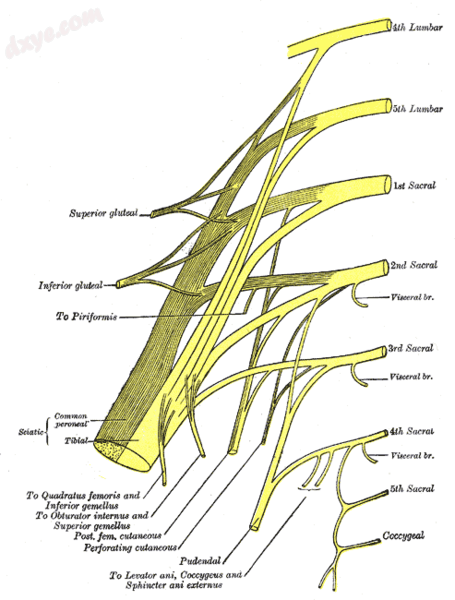 Plan of sacral and pudendal plexuses.png