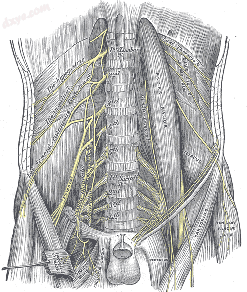 Lumbar plexus and branches.png