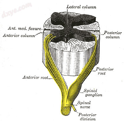 Spinal nerve.png