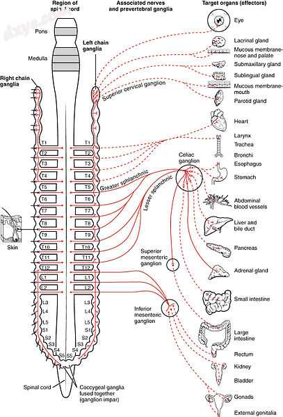 Schematic illustration showing the sympathetic nervous system with sympathetic c.jpg