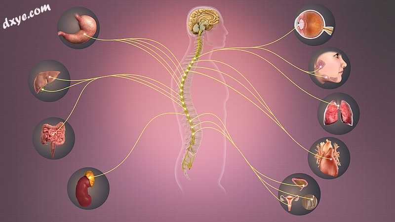 Sympathetic Nervous System - Information transmits through it affecting various .jpg