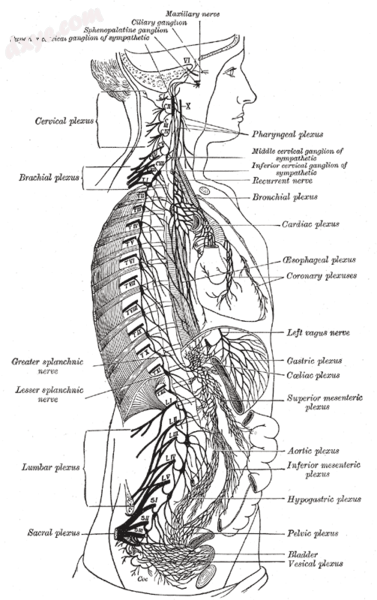 The sympathetic nervous system extends from the thoracic to lumbar vertebrae and.png