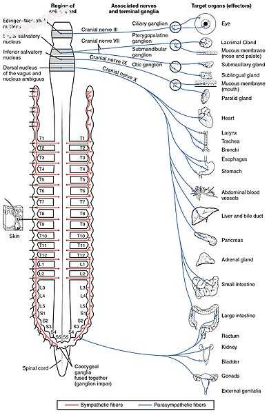 Autonomic nervous system innervation, showing the parasympathetic (craniosacral).jpg