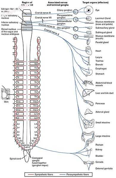 Autonomic nervous system innervation, showing the parasympathetic (craniosacral).jpg