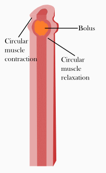 A simplified image showing peristalsis.gif