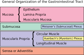 The enteric nervous system is embedded in the lining of the gastrointestinal system..png