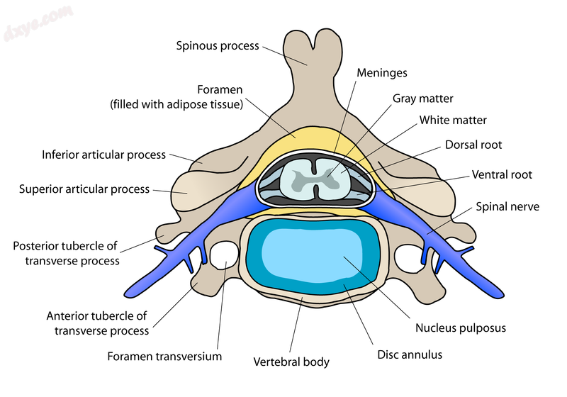 Cross-section of a spinal vertebra with the spinal cord in the centre (and grey .png