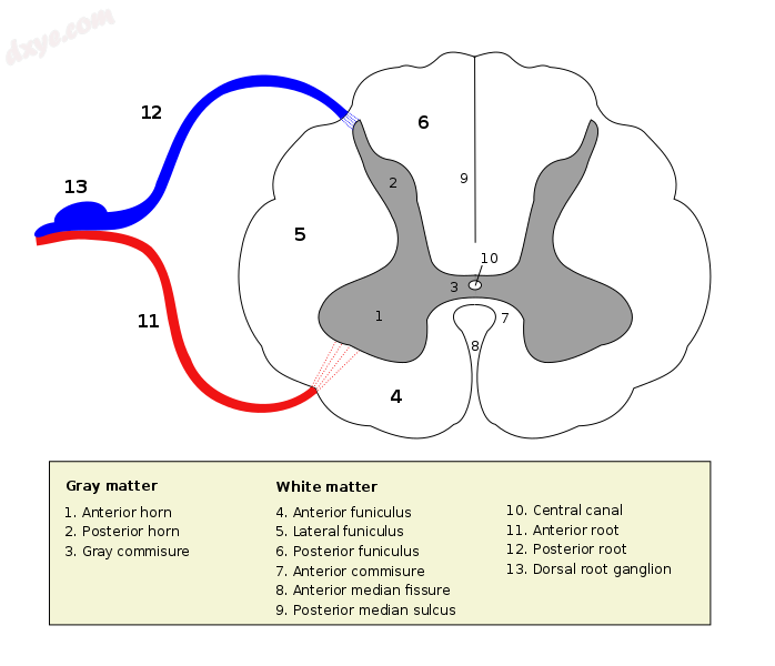 Cross-section of spinal cord with the grey matter labelled..png