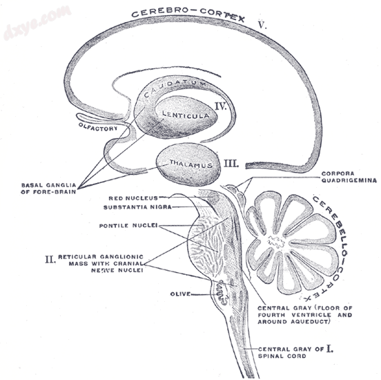 Schematic representation of the chief ganglionic categories (I to V)..png