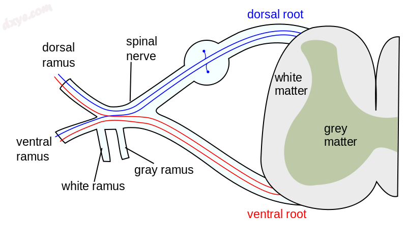 The formation of the spinal nerve from the dorsal and ventral roots (with grey m.png