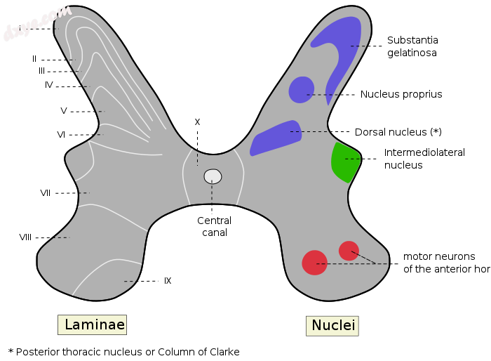 Rexed laminae groups the grey matter in the spinal cord according to its function..png