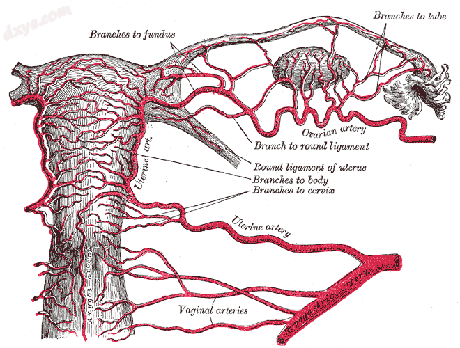 Arteries of the female reproductive tract.png