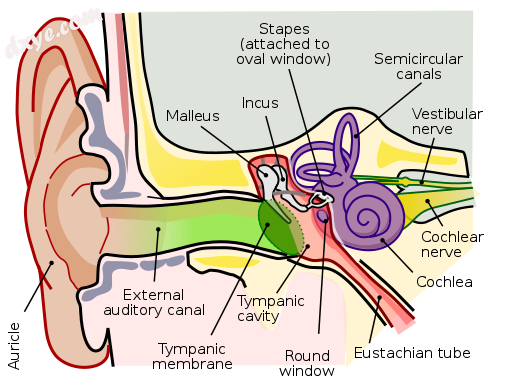 Anatomy of the human ear (The length of the auditory can.png