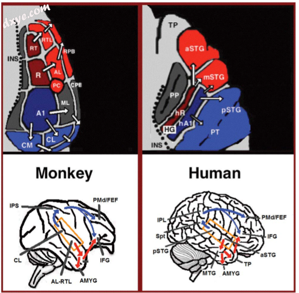 Dual stream connectivity between the auditory cortex and 额叶 of monkeys an.png