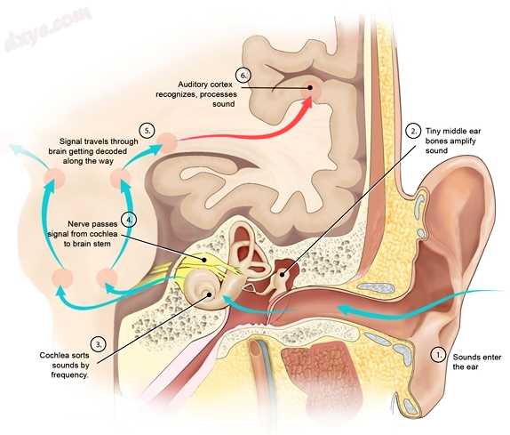 Human auditory pathway. Acoustic radiation is shown as re.jpg