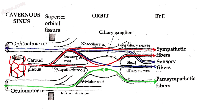 Pathways in the Ciliary ganglion..png