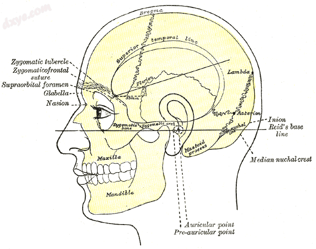 Side view of head, showing surface relations of bones. (Mastoid process labeled .png