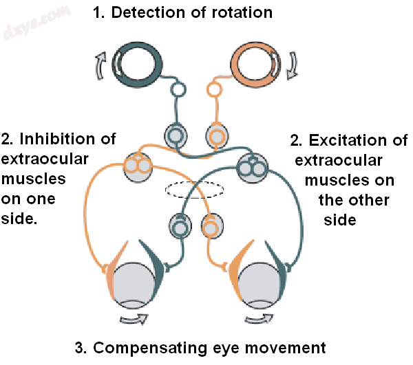 The vestibulo-ocular reflex. A rotation of the head is.png