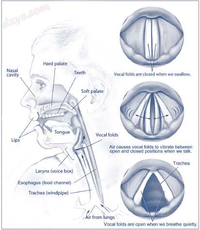 The vocal folds (or 声带s) in the larynx vibrate to produce sound. When th.jpg