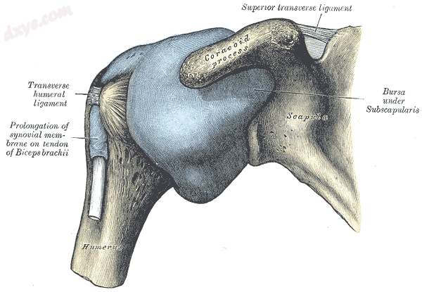 The right shoulder &amp; glenohumeral joint..png