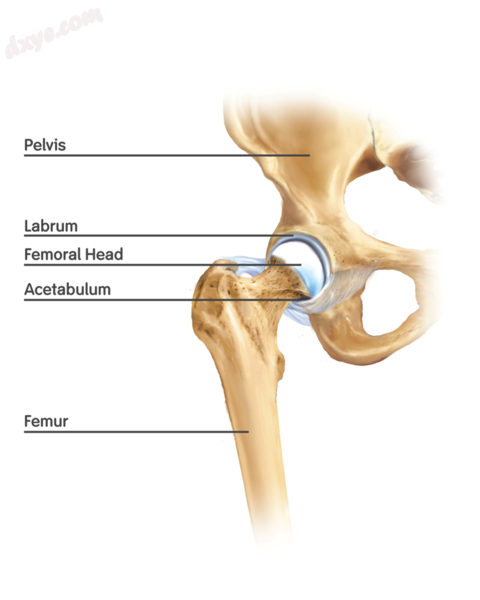 Figure 1. Basic anatomy of the hip joint.png