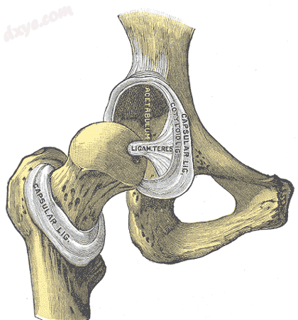 Hip joint, front view. The capsular ligament has been largely removed..png