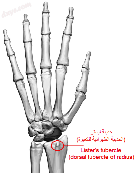 Left hand. Lister&#039;s tubercle shown..png