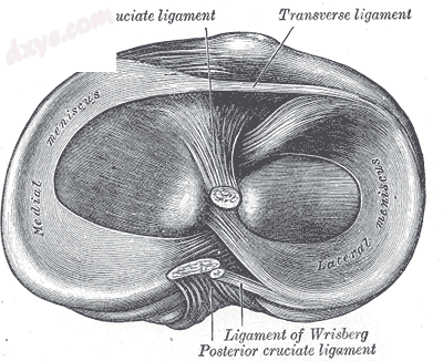 Head of right tibia seen from above, showing menisci and attachments of ligaments.png