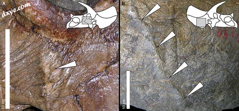 Examples of periosteal reactive bone in selected specimens of Triceratops.jpg