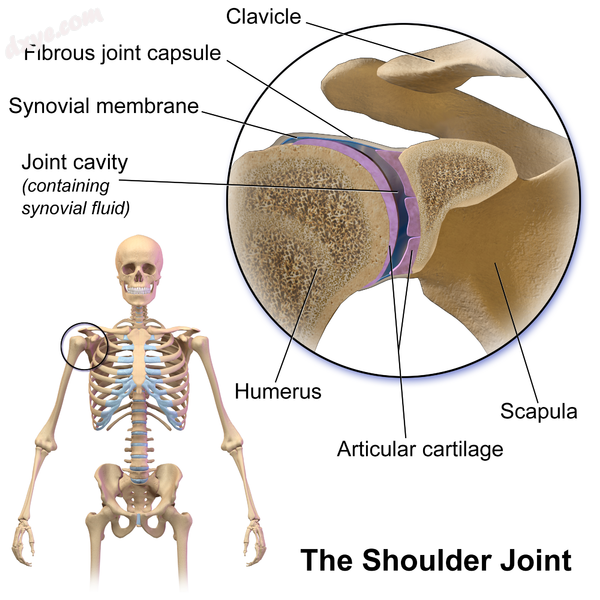 Human shoulder(joint).png