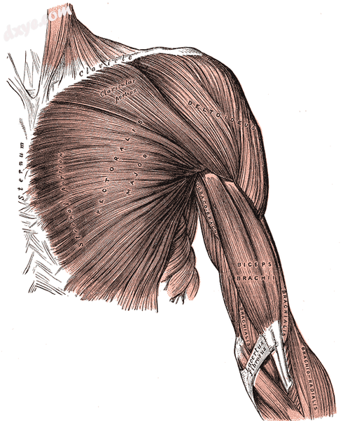 Pectoralis major muscle.png