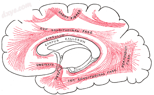 Diagram showing principal systems of 联合纤维s in the cerebrum..png