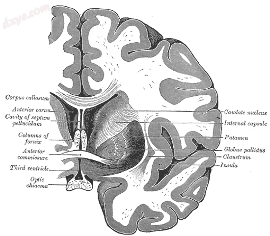 Coronal cross-section of brain showing the 胼胝体 at top and the anteri.png