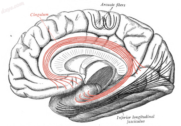 The cingulum shown in red in the 扣带回..png