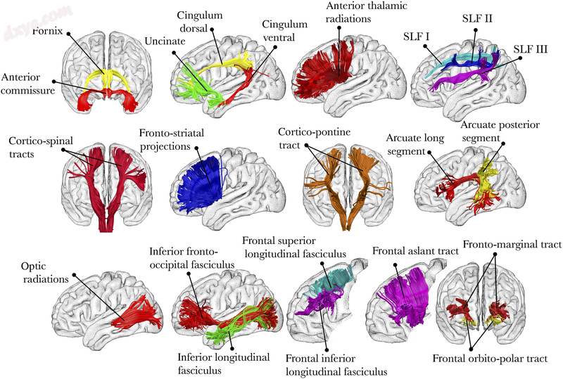 Tracts of human brain.png