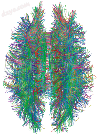 White matter tracts within a human brain, as visualized by MRI tractography.png