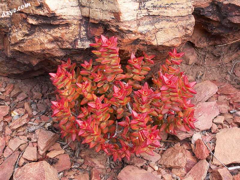 Decussate phyllotaxis of Crassula rupestris.jpg