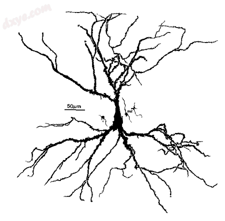 A hippocampal 锥体细胞.png
