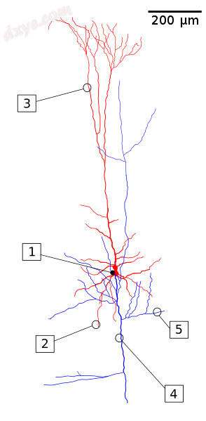 A reconstruction of a 锥体细胞.png